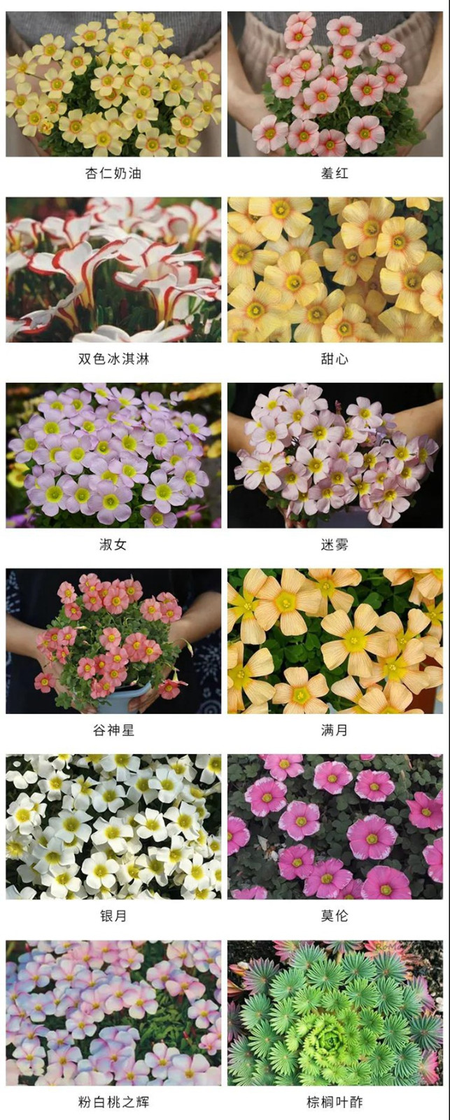 8款花园球根花卉推荐 8款花园球根花卉推荐
