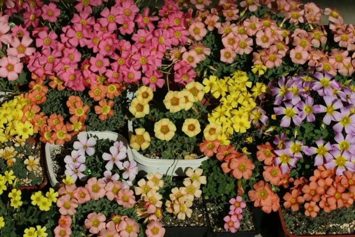 8款花园球根花卉推荐 8款花园球根花卉推荐