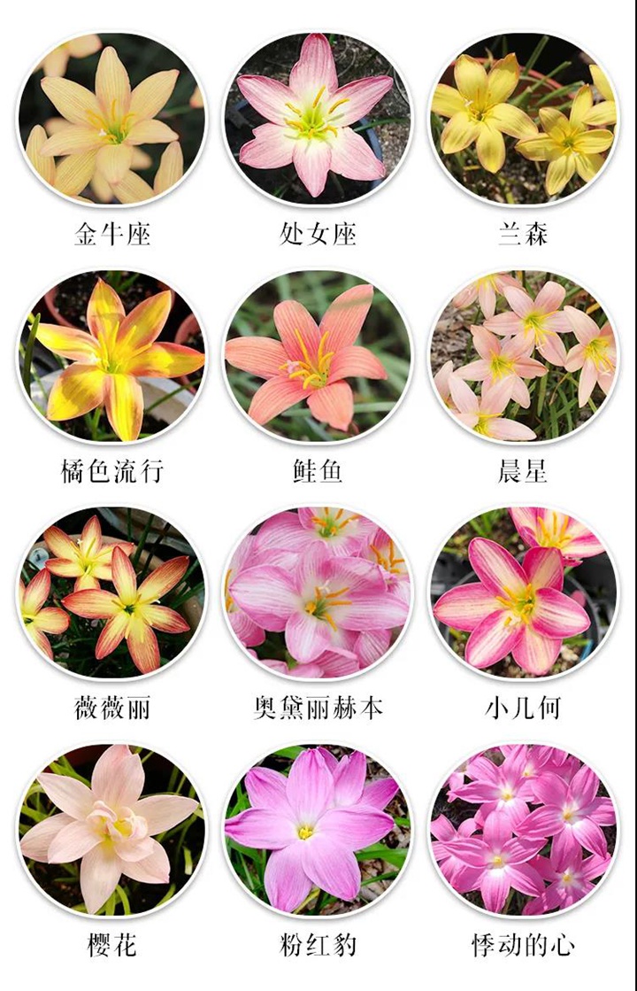 8款花园球根花卉推荐 8款花园球根花卉推荐