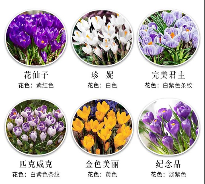 8款花园球根花卉推荐 8款花园球根花卉推荐