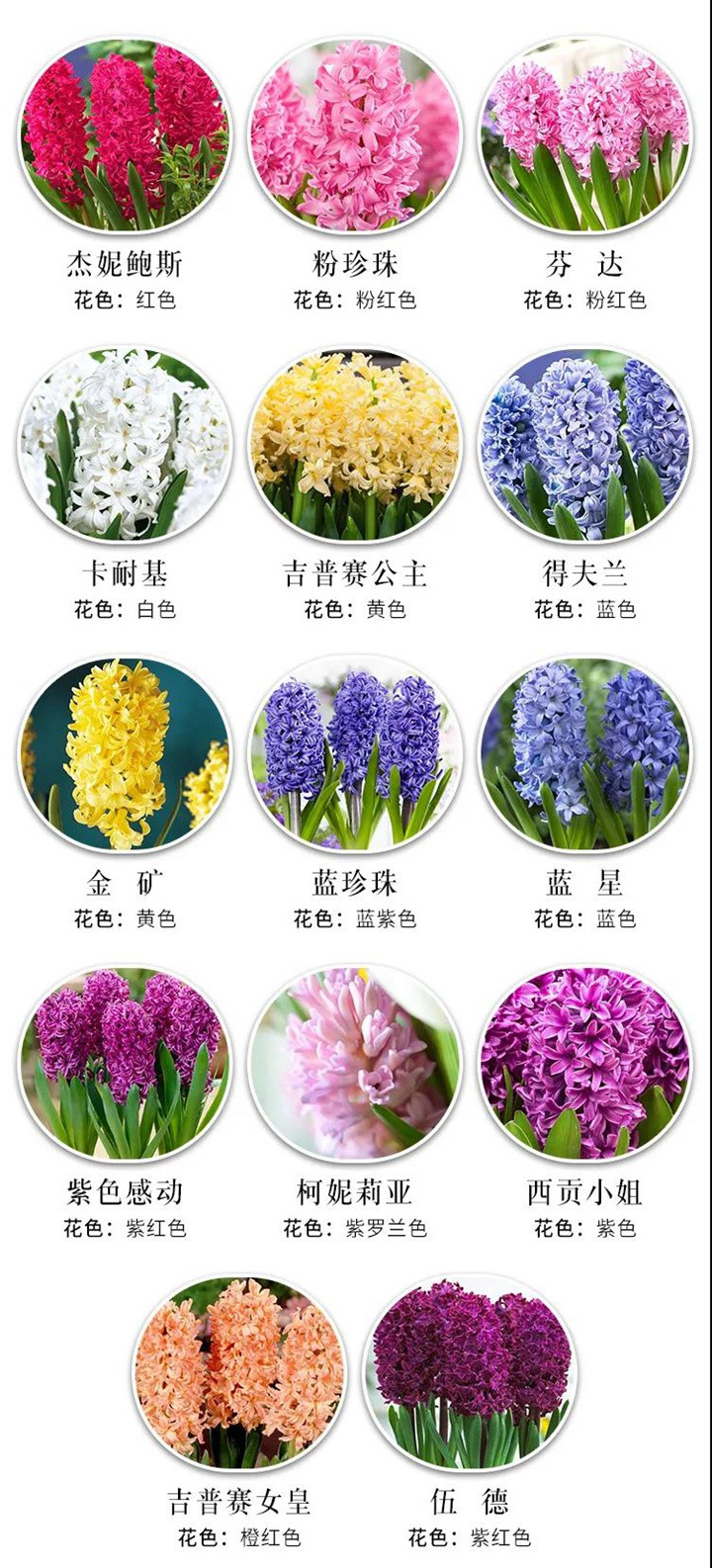 8款花园球根花卉推荐 8款花园球根花卉推荐
