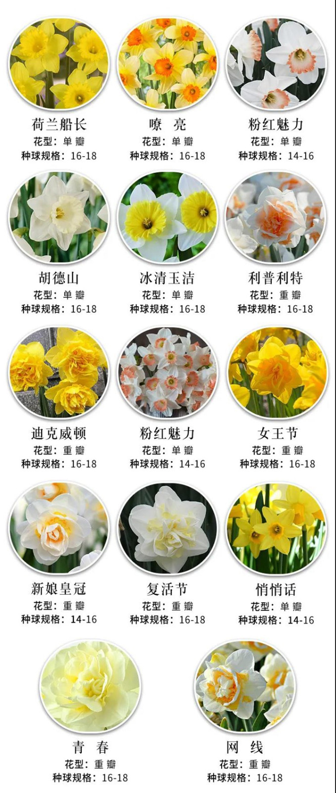 8款花园球根花卉推荐 8款花园球根花卉推荐