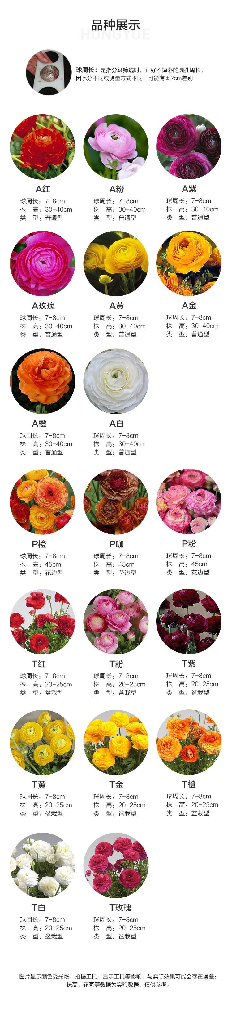 花毛茛-盆栽型 花毛茛-盆栽型