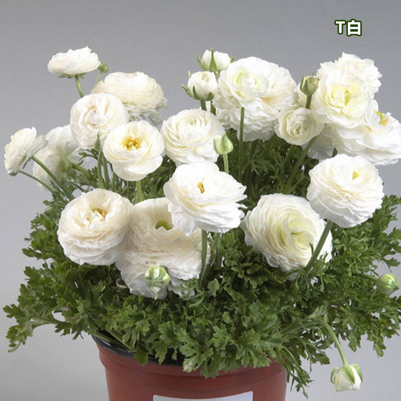 花毛茛-盆栽型 花毛茛-盆栽型