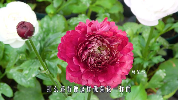 花毛茛-菊花型 花毛茛-菊花型