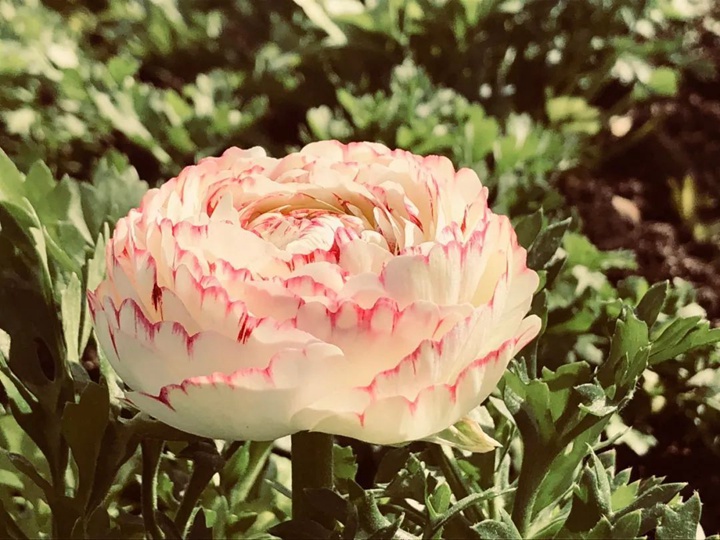 花毛茛-花谷系列 花毛茛-花谷系列