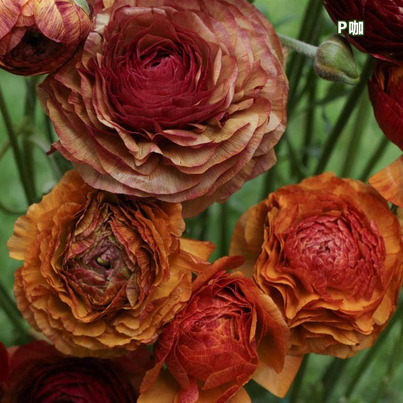 花毛茛-花边型 花毛茛-花边型