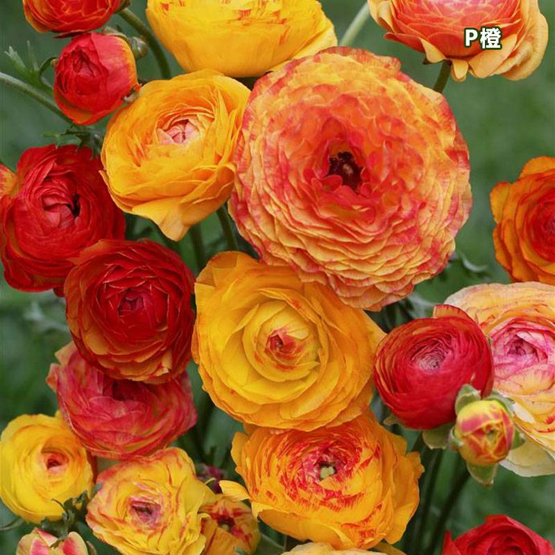 花毛茛-花边型 花毛茛-花边型