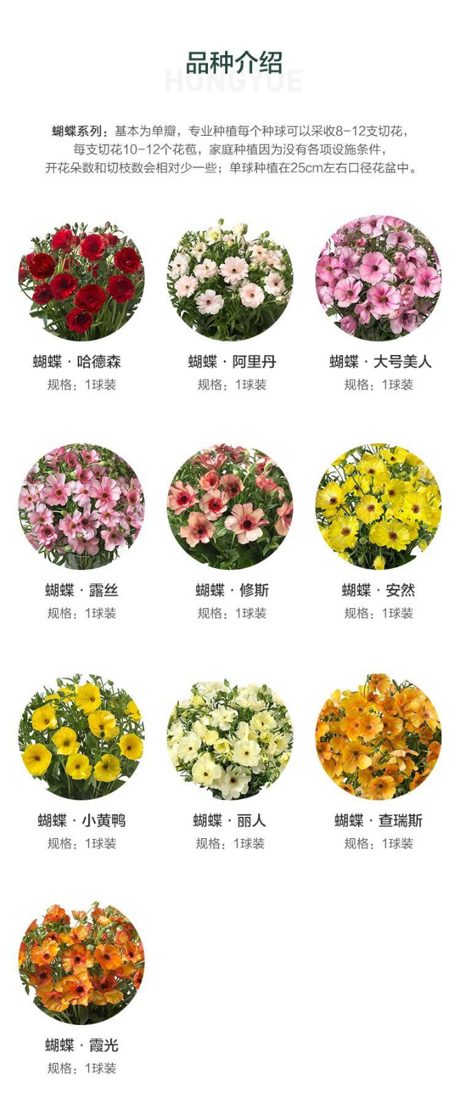 花毛茛-蝴蝶系列 花毛茛-蝴蝶系列