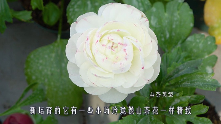 花毛茛-山茶花型 花毛茛-山茶花型
