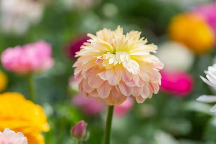 花毛茛-芍药花型 花毛茛-芍药花型