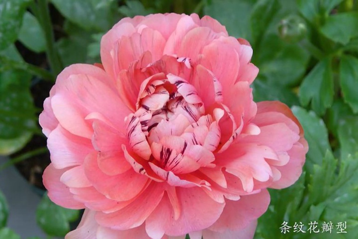 花毛茛-条纹花瓣型 花毛茛-条纹花瓣型