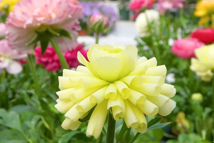 花毛茛-卷曲型 花毛茛-卷曲型