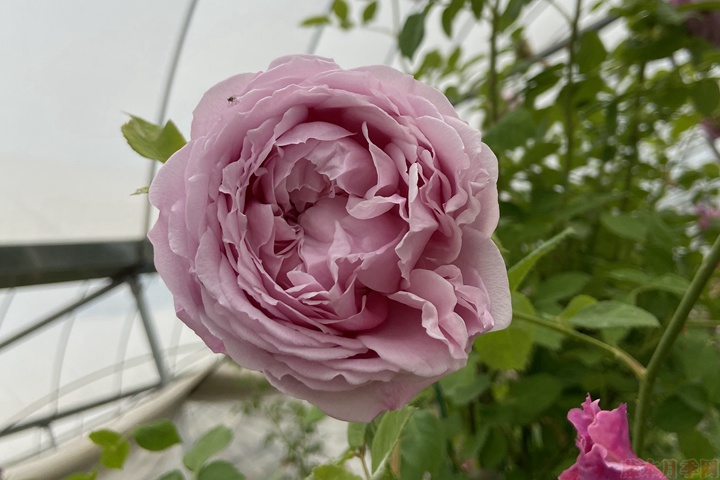 夏季月季花能不能暴晒? 夏季月季花能不能暴晒?