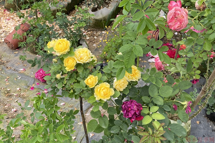 移栽月季花浇水的方法 移栽月季花浇水的方法