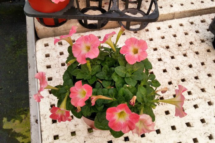 矮牵牛-粉色小町 矮牵牛-粉色小町