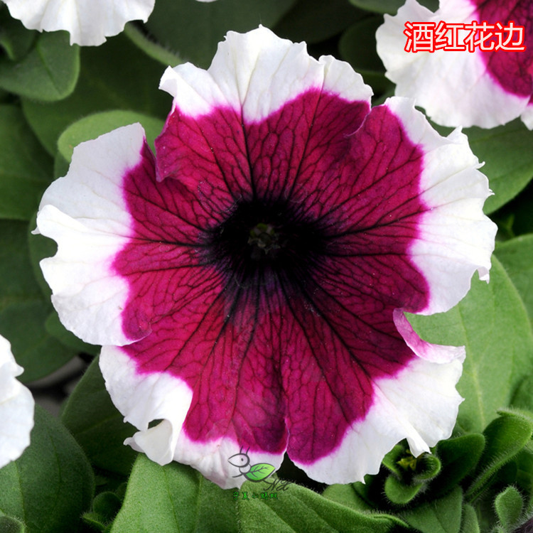 矮牵牛-梦幻酒红花边 矮牵牛-梦幻酒红花边