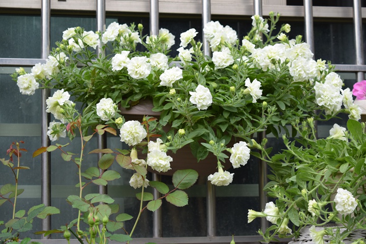 矮牵牛-伊丽莎白 矮牵牛-伊丽莎白