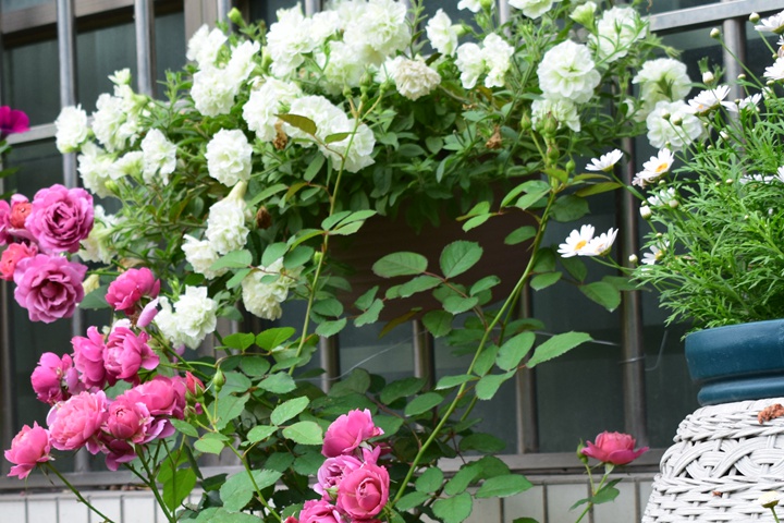 矮牵牛-伊丽莎白 矮牵牛-伊丽莎白