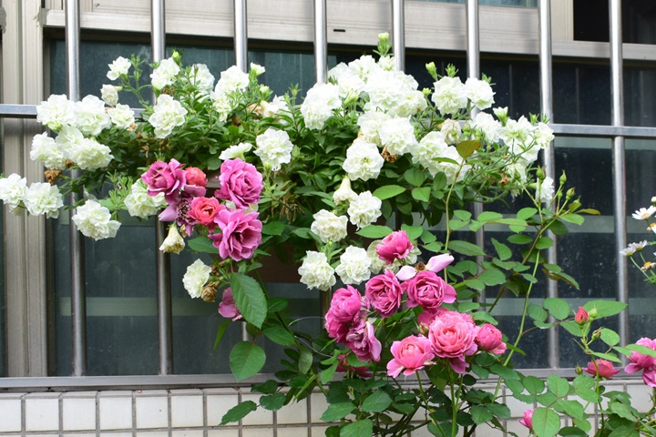 矮牵牛-伊丽莎白 矮牵牛-伊丽莎白