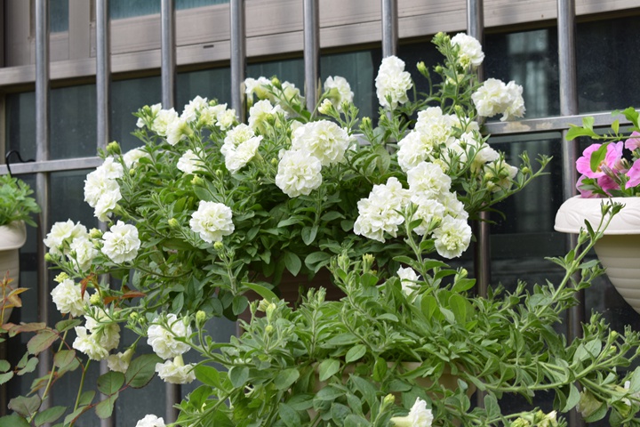 矮牵牛-伊丽莎白 矮牵牛-伊丽莎白