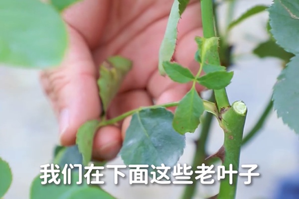 要想月季开得好,月季花后修剪少不了 要想月季开得好,月季花后修剪少不了