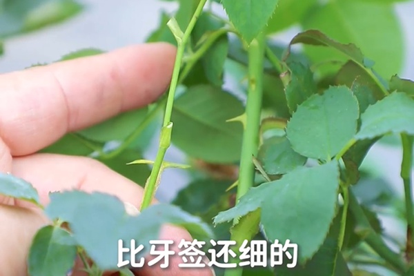 要想月季开得好,月季花后修剪少不了 要想月季开得好,月季花后修剪少不了