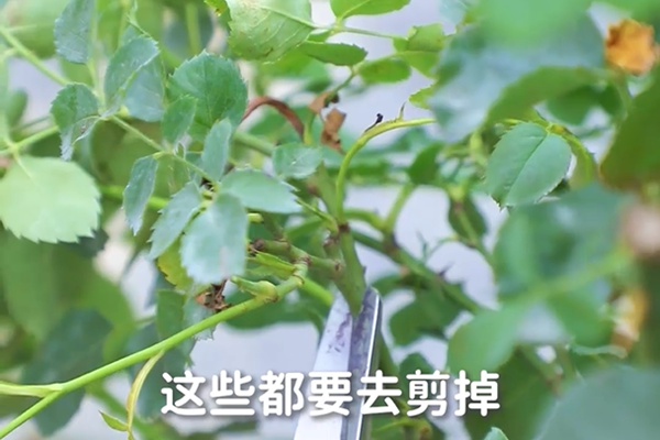 要想月季开得好,月季花后修剪少不了 要想月季开得好,月季花后修剪少不了
