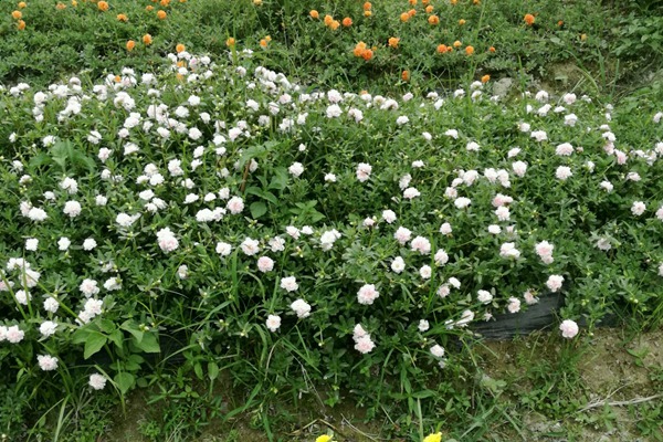 太阳花用深盆还是浅盆? 太阳花用深盆还是浅盆种植好?