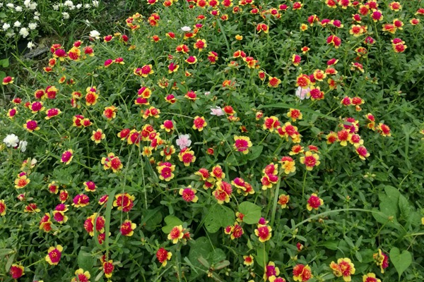 太阳花用深盆还是浅盆? 太阳花用深盆还是浅盆种植好?