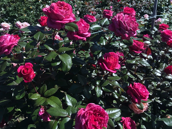 往日花 旧日玫瑰/旧日之花/往日花(Vieux Rose)