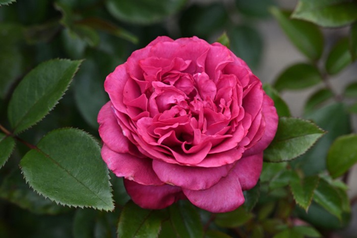 往日花 旧日玫瑰/旧日之花/往日花(Vieux Rose)