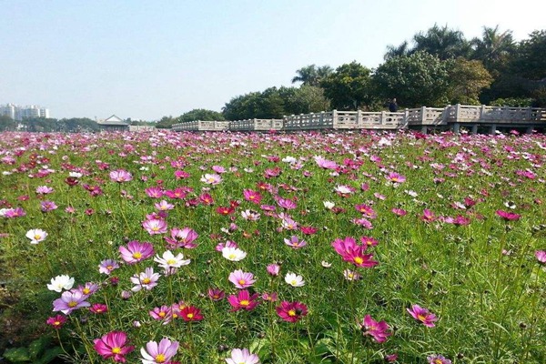 波斯菊 波斯菊种子播种时间及种植方法