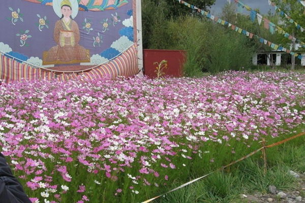 波斯菊 波斯菊种子播种时间及种植方法