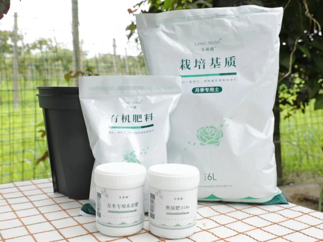 月季换盆后的旧土不要扔,这样处理还能用! 月季换盆后的旧土不要扔,这样处理还能用!