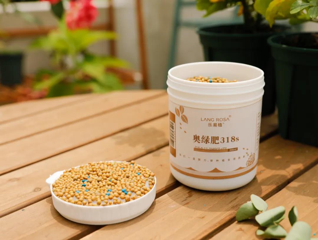 月季换盆后的旧土不要扔,这样处理还能用! 月季换盆后的旧土不要扔,这样处理还能用!