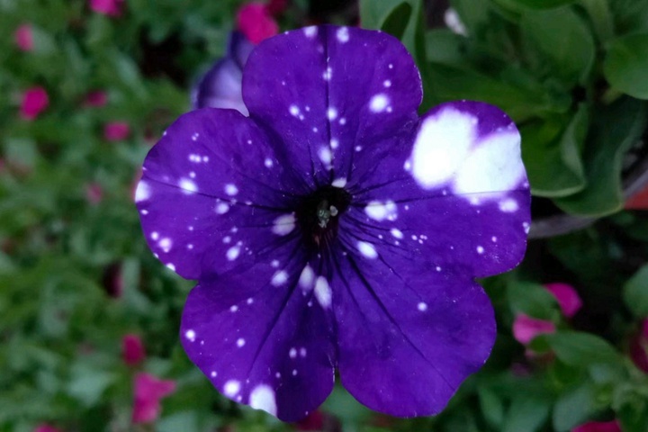 矮牵牛花盆栽的养护 矮牵牛花盆栽的养护