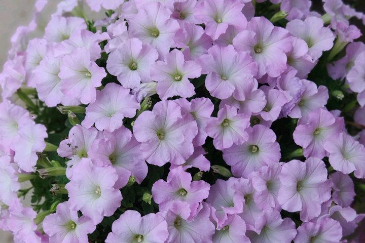 矮牵牛花盆栽的养护 矮牵牛花盆栽的养护