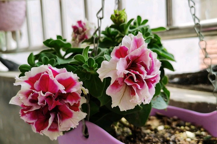 矮牵牛什么时候开花 矮牵牛什么时候开花