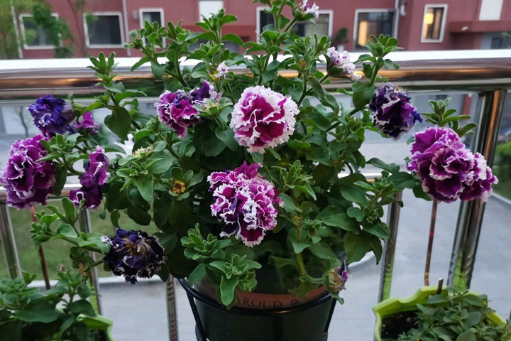 矮牵牛开花后要打顶吗 矮牵牛开花后要打顶吗