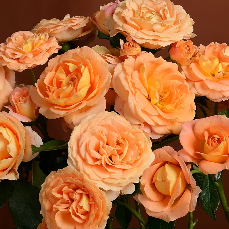 甜蜜生活 甜蜜生活