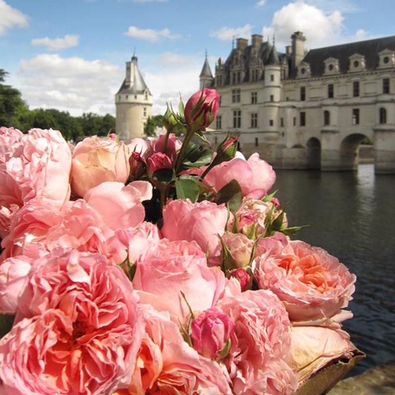 1595670024977549.jpg 达梅思(Dames de Chenonceau)