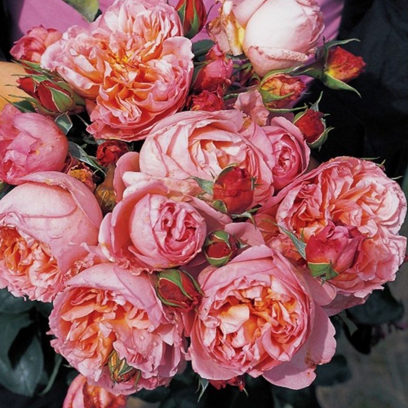 1595670025632224.jpg 达梅思(Dames de Chenonceau)
