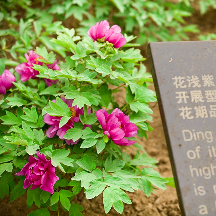 丁香紫牡丹 丁香紫牡丹