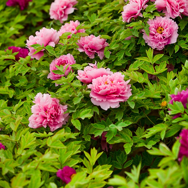 花二乔牡丹 花二乔牡丹