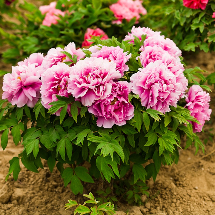 花二乔牡丹 花二乔牡丹