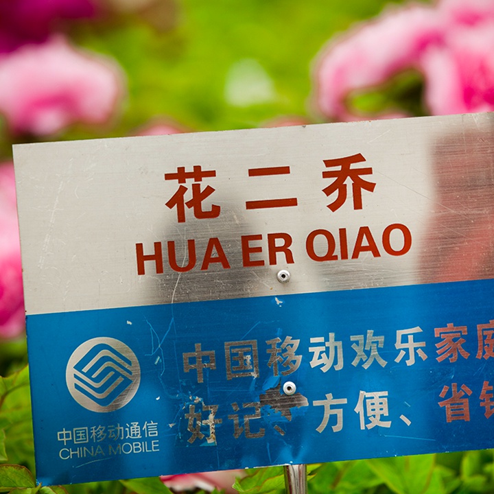 花二乔牡丹 花二乔牡丹