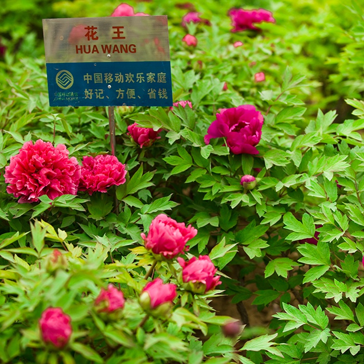花王牡丹 花王牡丹