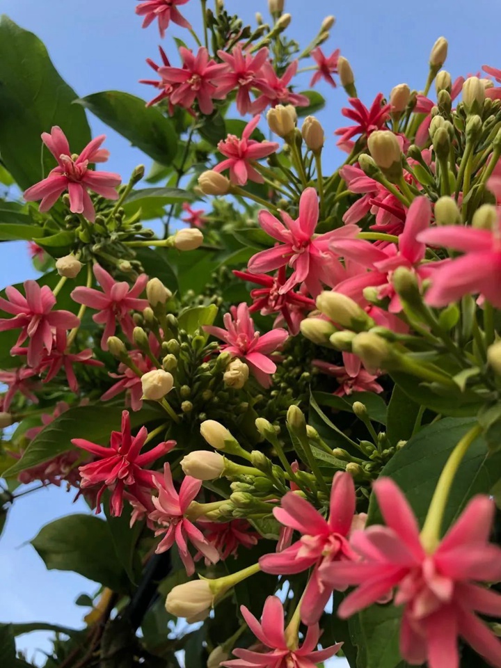 花架上的一颗使君子,点亮两广的夏天 花架上的一颗使君子,点亮两广的夏天