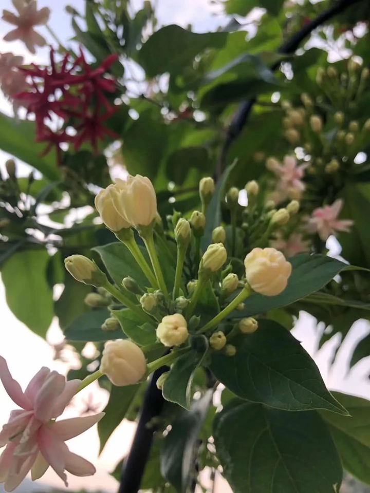 花架上的一颗使君子,点亮两广的夏天 花架上的一颗使君子,点亮两广的夏天
